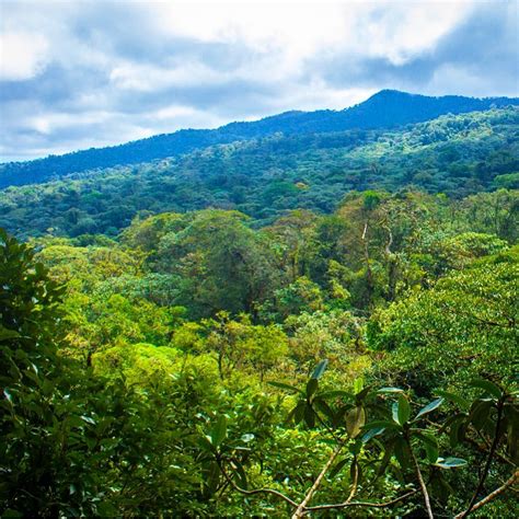 The Sensoria Experience: Immersing Yourself in the Magic of the Rainforest
